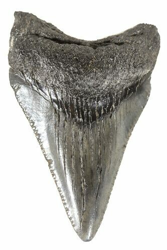Juvenile Megalodon Tooth - South Carolina #54139